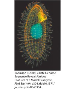 β-globin gene transcription and processing