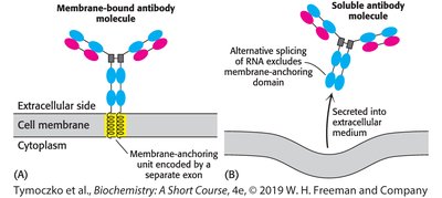 Membrane-bound vs soluble antibody alternative splicing