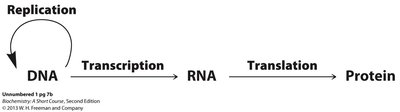 Central Dogma diagram