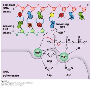 RNA polymerase mechanism