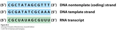 Template vs coding strand and RNA transcript