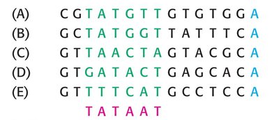 Transcription bubble and elongation