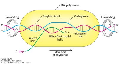 Transcription bubble diagram
