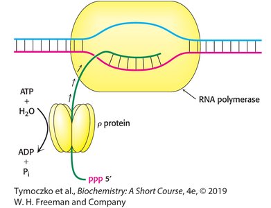 Rho protein termination mechanism