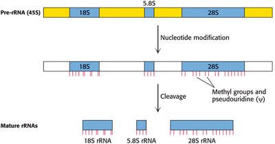 rRNA precursor processing