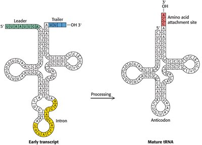 tRNA processing diagram