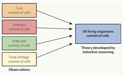 Inductive reasoning leading to cell theory