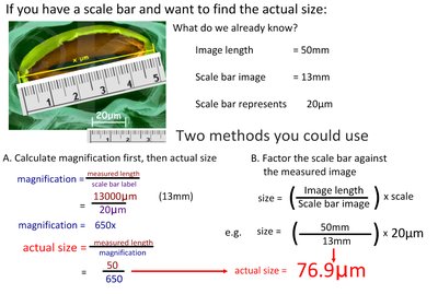 Scale bar calculation example