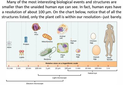 Fluorescent stained cells