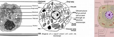 Eukaryotic cell diagrams and electron micrograph