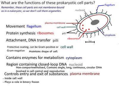 Prokaryotic cell diagram