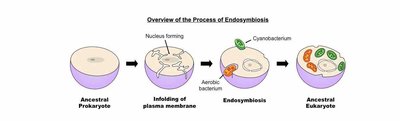 Overview of endosymbiosis process