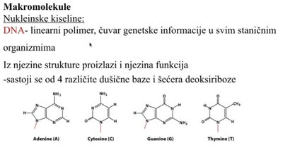 Struktura dušičnih baza DNA: Adenin, Citozin, Guanin, Timin