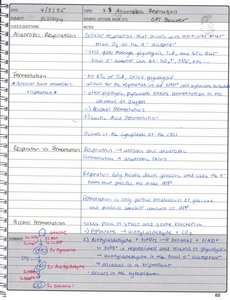 Alcohol fermentation pathway diagram