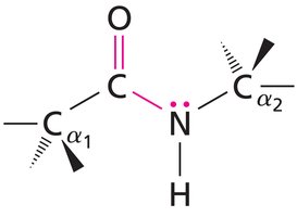 Peptide bond resonance structure with lone pairs on nitrogen