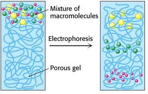 Mixture of macromolecules separated by electrophoresis in a porous gel