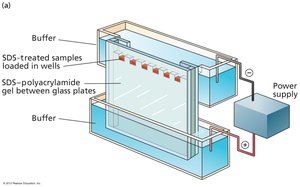 SDS-PAGE apparatus with buffer and gel