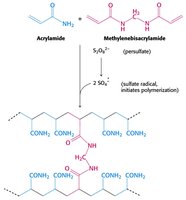Polyacrylamide gel polymerization reaction