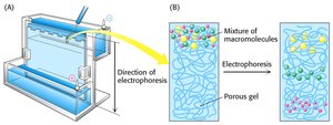 SDS-PAGE gel with protein bands