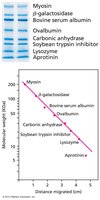 SDS-PAGE standard curve for molecular weight determination