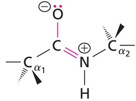 Peptide bond resonance structure with double bond between C and N