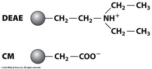 DEAE and CM functional groups for ion exchange chromatography