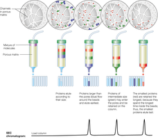 Size exclusion chromatography process with protein separation