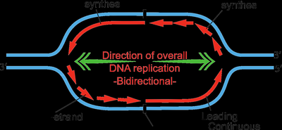 Bidirectional DNA replication fork