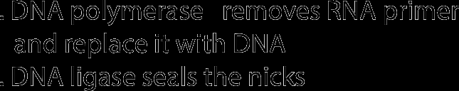Overview of bacterial DNA replication fork