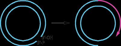 Rolling-circle replication mechanism