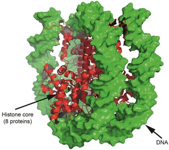 Structure of a nucleosome