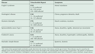 Inherited diseases involving repeated trinucleotides
