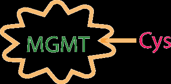 MGMT enzyme direct repair