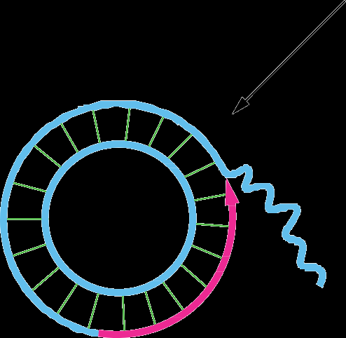 Rolling-circle replication with displaced strand