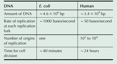 Comparison of DNA replication in E. coli and humans