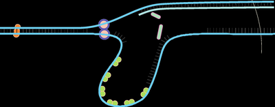 Detailed replication fork with proteins