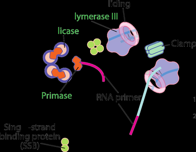 Replication fork with enzymes