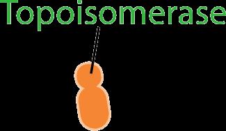Topoisomerase structure