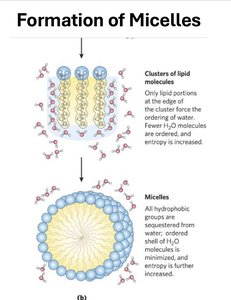 Diagram showing the formation of micelles from clusters of lipid molecules