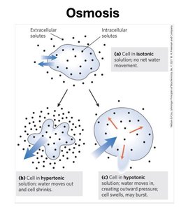 Diagram illustrating osmosis in isotonic, hypertonic, and hypotonic solutions