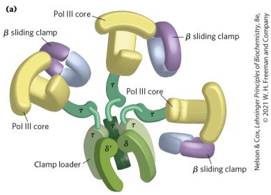 Pol III core and clamp loader complex