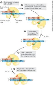 Proofreading by DNA polymerase