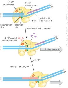 Nick translation by DNA polymerase I
