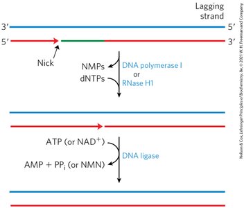 DNA ligase sealing Okazaki fragments