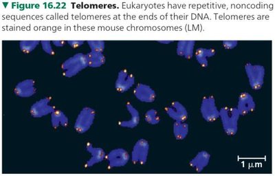 Telomere sequences in various organisms