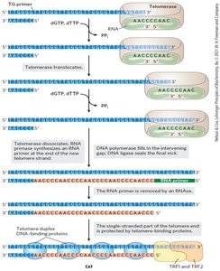 Mechanism of telomerase action