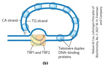 Telomere structure with binding proteins