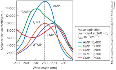 UV absorbance spectra of nucleic acid bases
