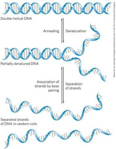 DNA denaturation and annealing