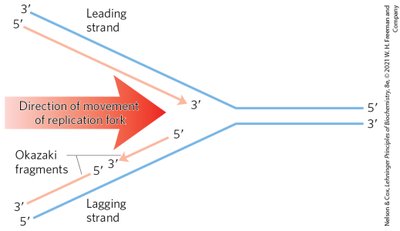 Leading and lagging strand synthesis at the replication fork